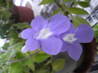 PIC0011F.JPG
