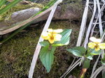 daisenkisumire2010052110400000.jpg