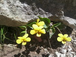 daisenkisumire2010052111520000.jpg