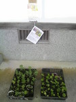 kouraika-sodatete2010081506570000.jpg