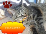 picsay-1298153318.jpg